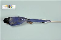 臺灣藍鵲藏品圖，第4張